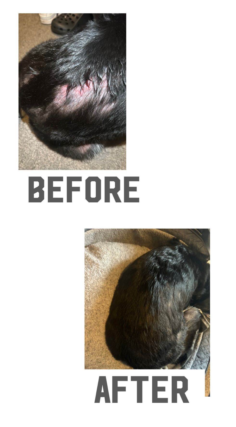 Henry's Pet Care Itch Free for Dogs product image