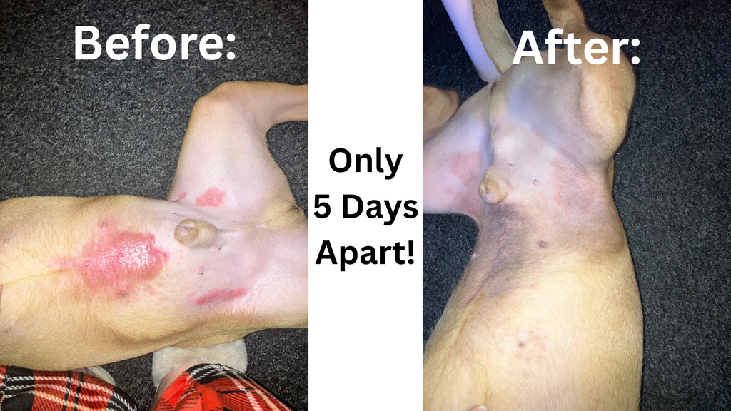 Before-and-after photos showing a dog's skin condition