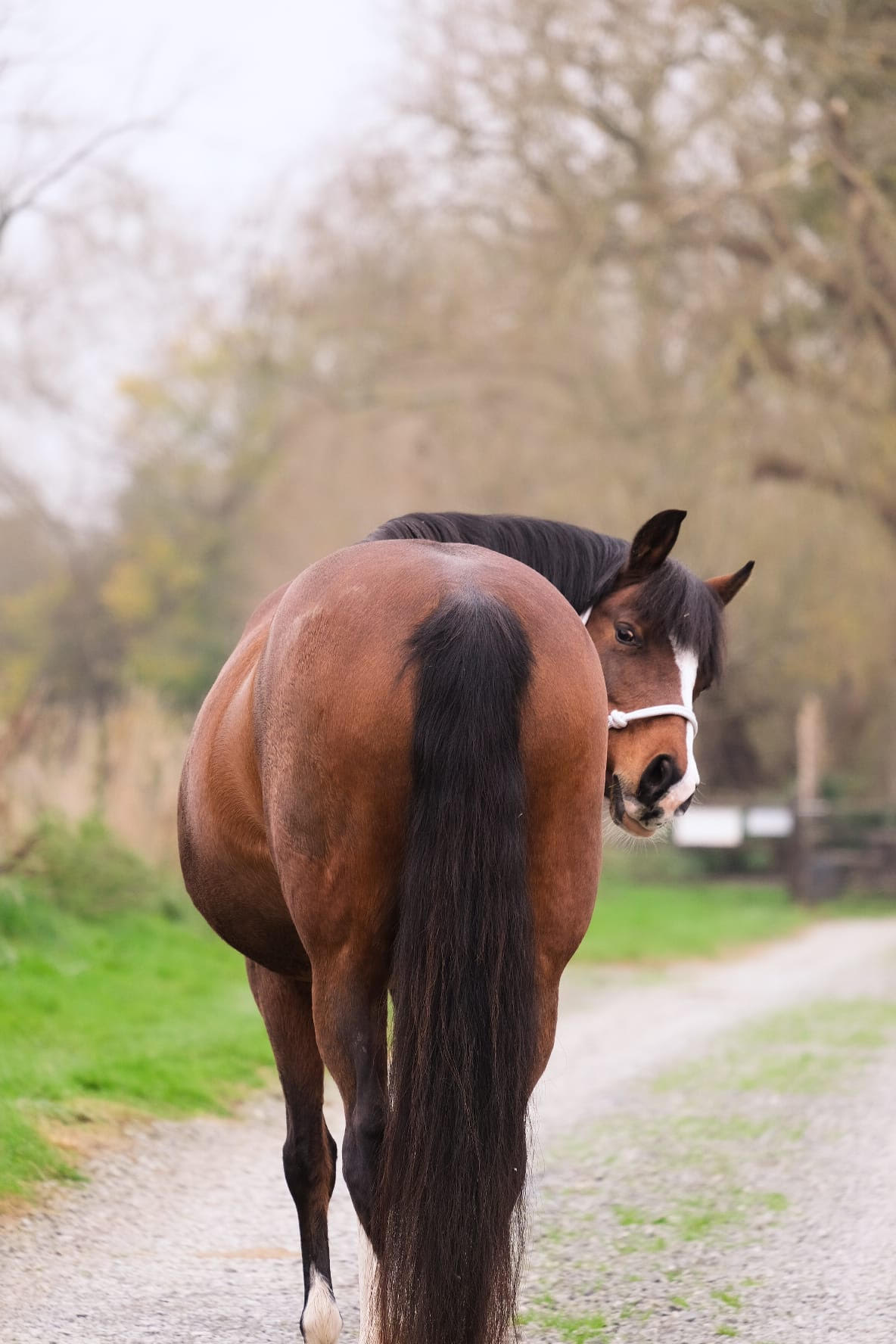 Fly Free Equine Cover Image